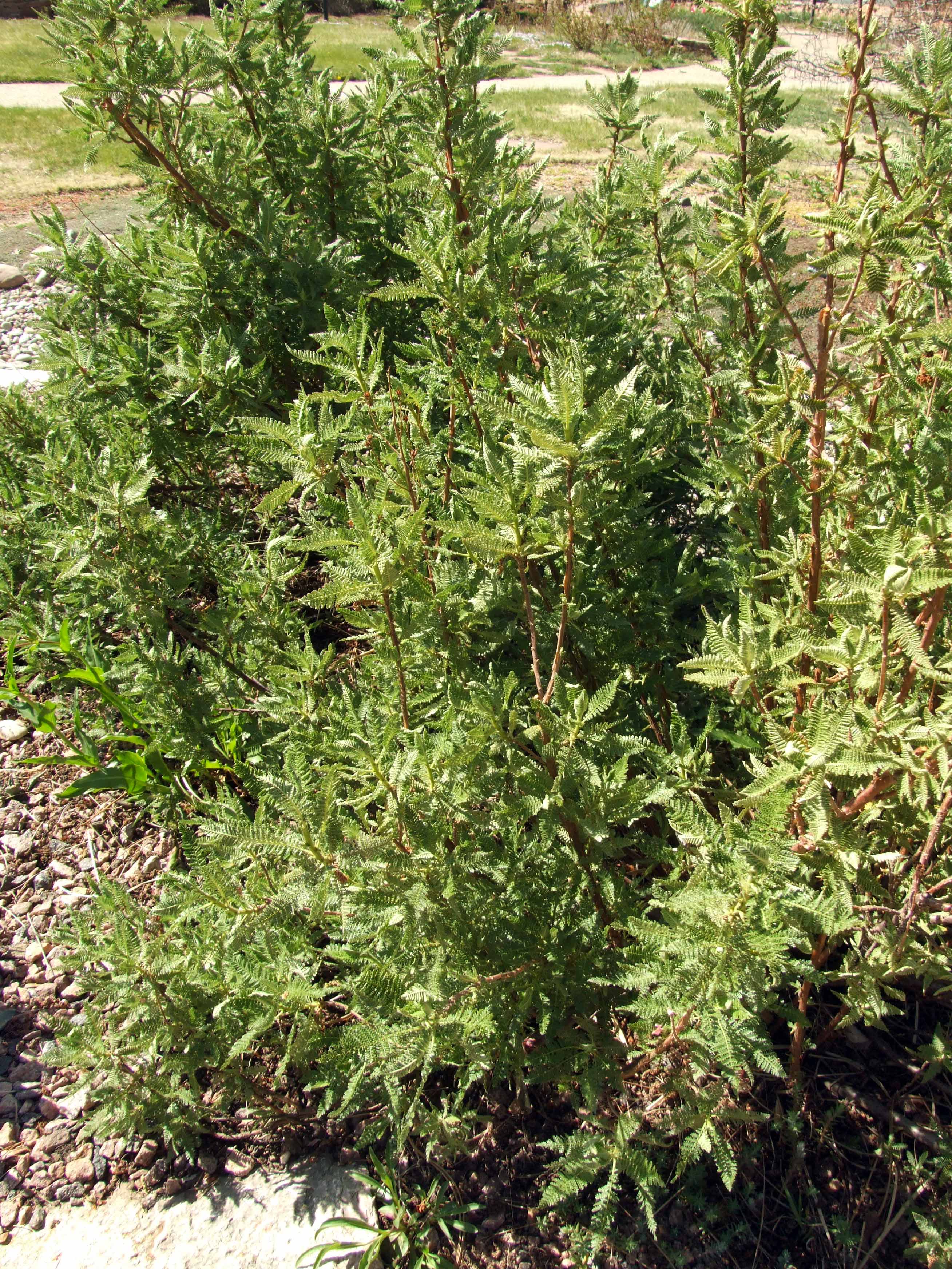 Fernbush